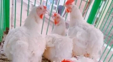 تراجع مفاجئ.. أسعار الدواجن اليوم الثلاثاء بعد آخر تحديث للبورصة 1